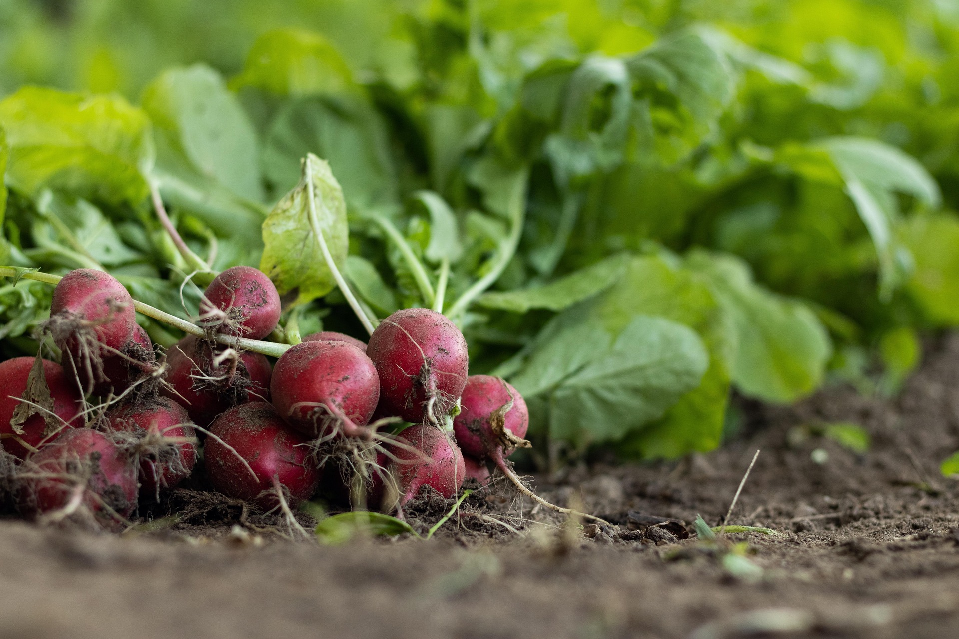 Highland agricultural activity
