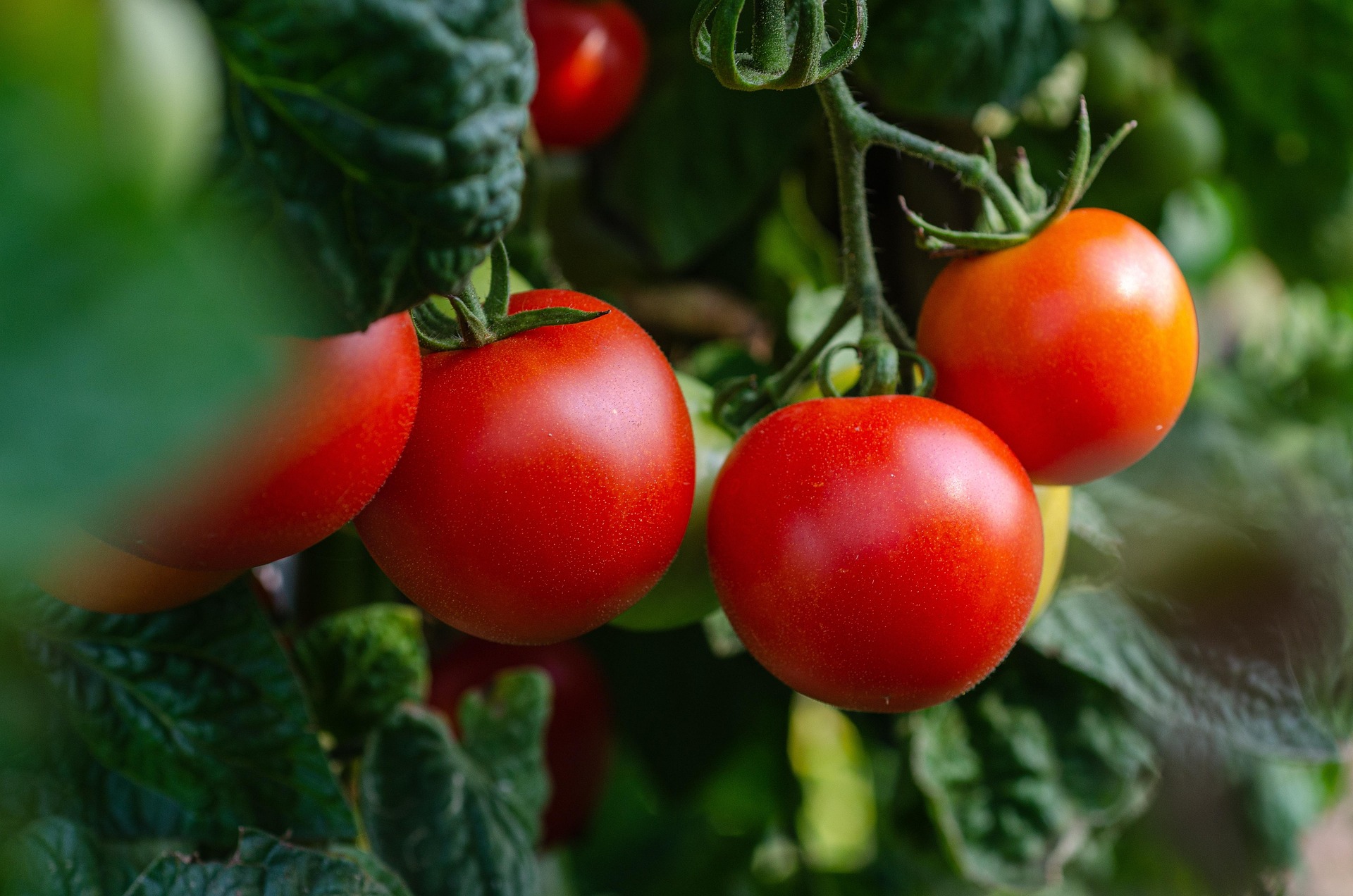 Harvest planning